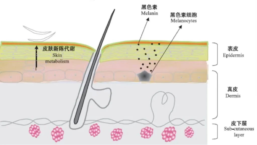 外阴皮肤发白应该如何补充黑色素?