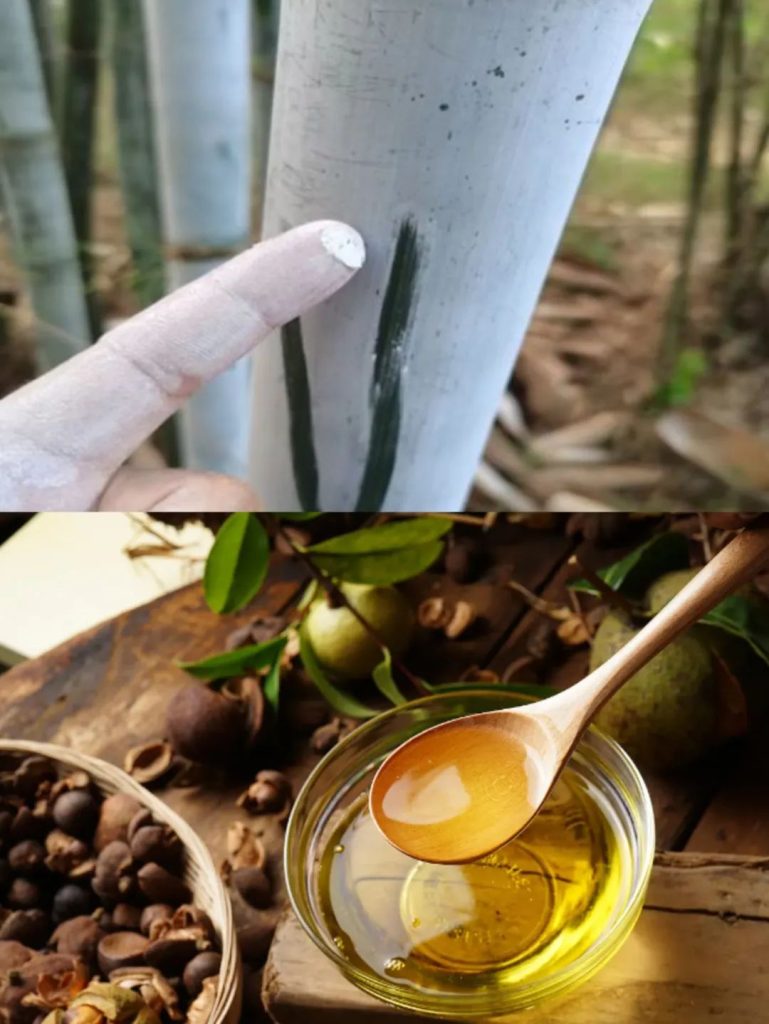 竹白霜加茶油这种偏方可以治疗外阴白斑吗?